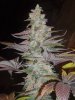 X-KUSH_2_A_280809.JPG