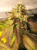 7weeksflower5.jpg