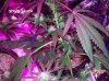 shiva & super skunk 7 weeks into flower. 15 days under 180w i.jpg