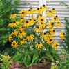 RudbeckiaGoldsturmNCrop_1676x.jpg