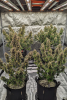 FB@Michael LaTour-White Widow Auto and Northern Lights Auto with supplemental UVIR. Grown unde...png