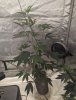 Plant 3 (Sherb Cream Pie).jpg