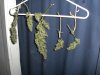 nl buds drying.jpg