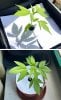 Seedlings - Week 3.jpg