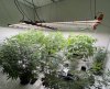 Grow share with Spider Farmer SE7000 LED.jpg