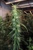 Twitter@CG_Grow_CommonGround_Sativa Sundays under the SE5000.jpg