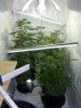 Grow Room 2.jpg