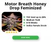 Motor-Breath-Honey-Drop-Feminized_300x250px.jpg