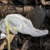 frost flower.jpg