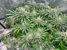 IMG_1458.jpeg