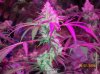 shiva & super skunk 8 weeks into flower.3 weeks under 180w 005 Medium Web view.jpg