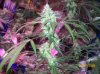 shiva & super skunk 8 weeks into flower.3 weeks under 180w 022 Medium Web view.jpg