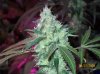 shiva & super skunk 8 weeks into flower.3 weeks under 180w 028 Medium Web view.jpg