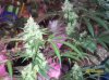 shiva & super skunk 8 weeks into flower.3 weeks under 180w 031 Medium Web view.jpg