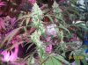 shiva & super skunk 8 weeks into flower.3 weeks under 180w 034 Medium Web view.jpg