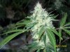 shiva & super skunk 8 weeks into flower.3 weeks under 180w 051 Medium Web view.jpg