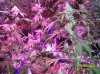 shiva & super skunk 8 weeks into flower.3 weeks under 180w 059 Medium Web view.jpg