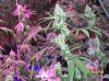 shiva & super skunk 8 weeks into flower.3 weeks under 180w 061 Medium Web view.jpg