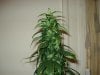 day 43 of flowering 001.jpg