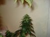 day 43 of flowering 004.jpg