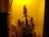 day 43 of flowering 007.jpg