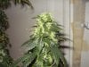 day 46 of flowering 018.jpg