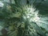 31 days flower.jpg