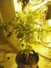 Day 51 - Plant B.jpg