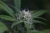 super-silver-haze_2428.jpg