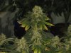 PurpleTrainwreck - 09-04-01.jpg