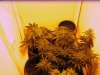 First Grow 006.jpg