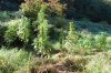 dopewear-albums-ghetto-veg-box-first-outdoor-grow-picture80492-dsc-4043.jpg