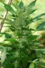 dopewear-albums-ghetto-veg-box-first-outdoor-grow-picture80499-dsc-4051.jpg