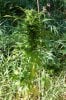 dopewear-albums-ghetto-veg-box-first-outdoor-grow-picture80500-dsc-4052.jpg