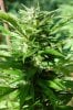 dopewear-albums-ghetto-veg-box-first-outdoor-grow-picture80501-dsc-4053.jpg