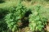 dopewear-albums-ghetto-veg-box-first-outdoor-grow-picture80502-dsc-4054.jpg