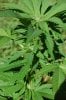 dopewear-albums-ghetto-veg-box-first-outdoor-grow-picture80503-dsc-4055.jpg