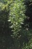 dopewear-albums-ghetto-veg-box-first-outdoor-grow-picture80507-dsc-4061.jpg