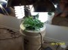 2009 Grow 002.jpg