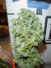 59- harvest cont 005.jpg