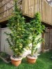 Pot Plants 005.jpg