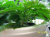 2009 Grow 002.jpg