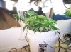 2009 Grow 003.jpg