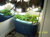 2009 Grow 004.jpg