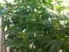 SC CFL Grow 2.jpg