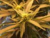 SC CFL Grow 3.jpg