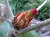 Banksia robur.jpg