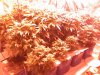 Grow 1, Day 52, All pots.jpg