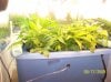 2009 Grow 007.jpg