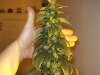 day 47 of flowering 029.jpg